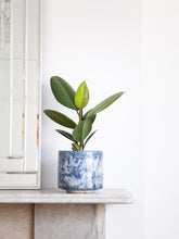 files/IndoorPlants_2-JamieShots20.11.2023-102.jpg